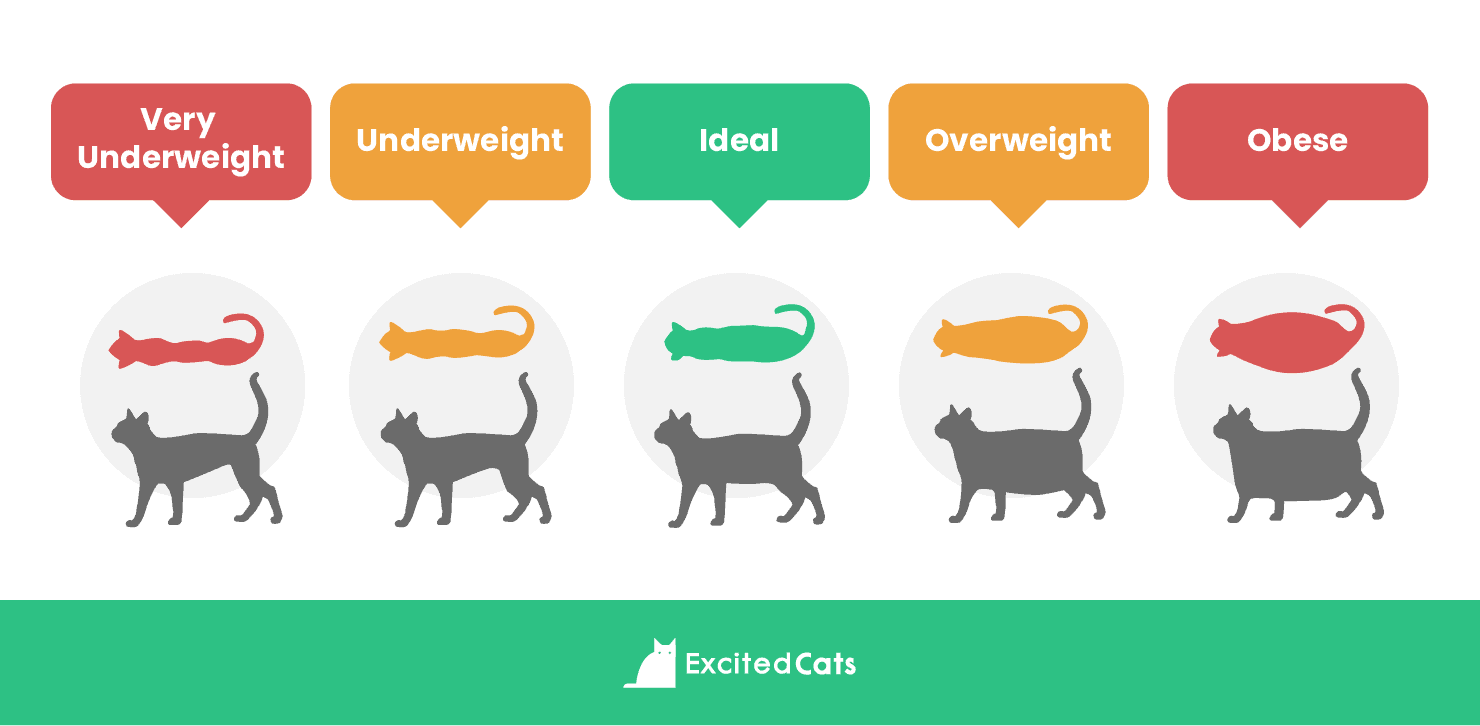 how-much-should-a-cat-weight-gegu-pet