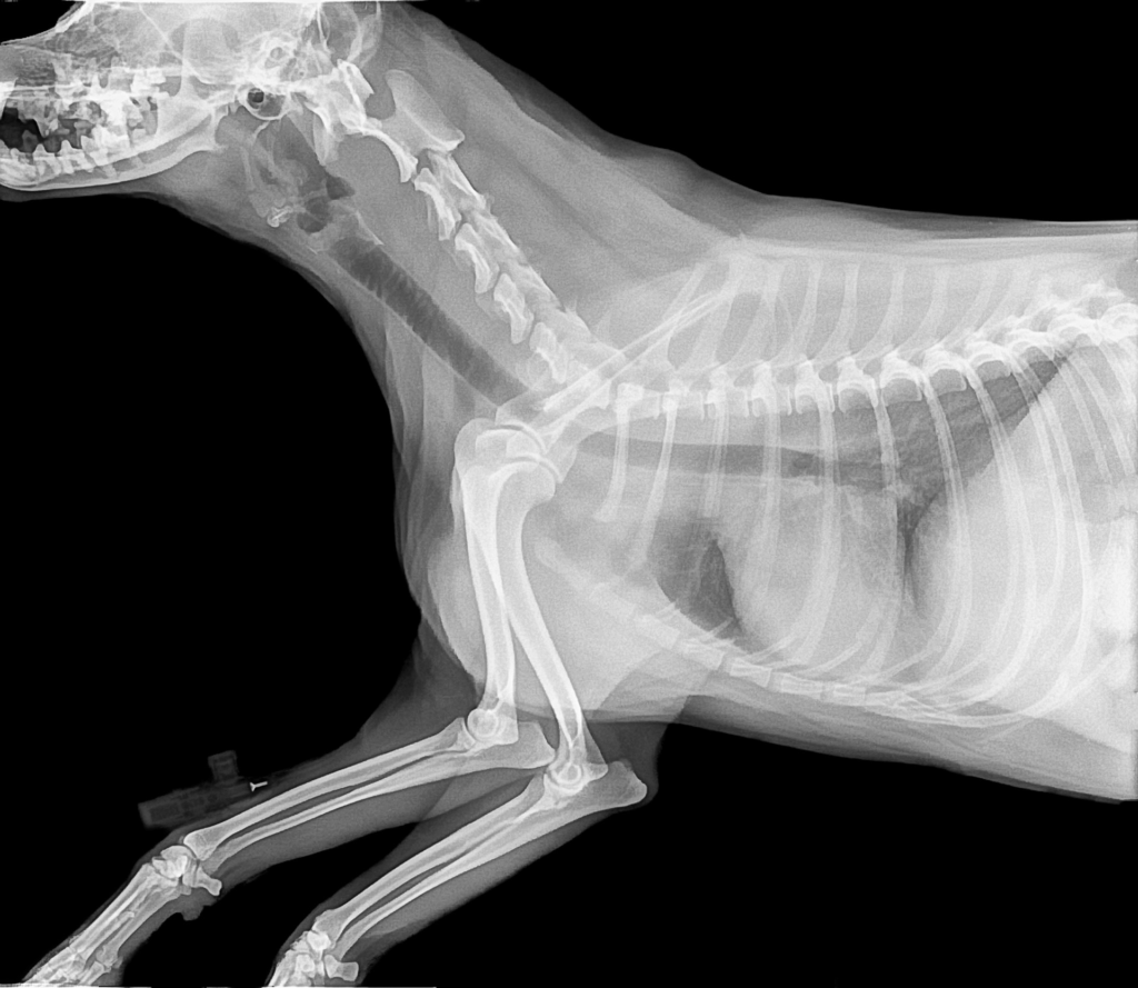 How Much To Xray A Dog Gegu Pet