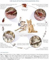 Life Cycle Of A Flea On A Cat - Gegu Pet