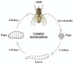 Life Cycle Of A Horse Fly - Gegu Pet
