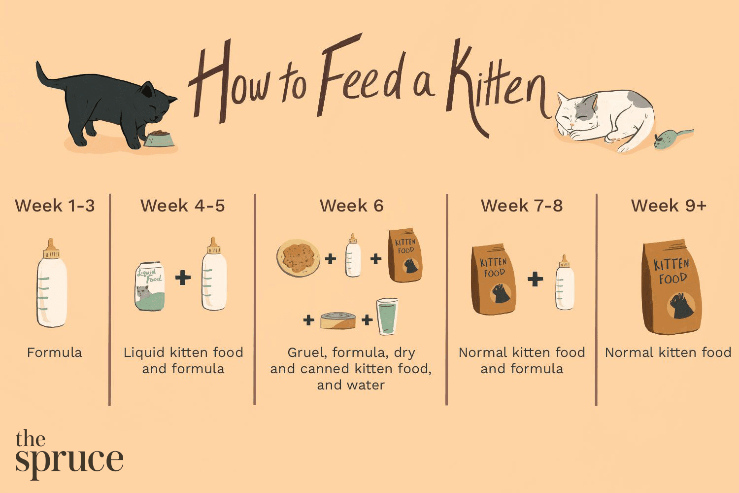 How Often Do 1 Week Old Kittens Feed