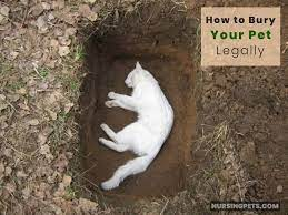Is It Illegal To Bury A Pet In Your Backyard In Nj - Image 463