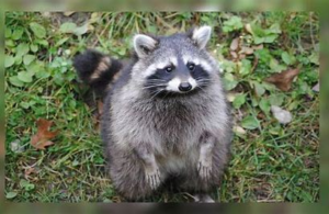 Is It Legal To Have A Pet Raccoon In Texas - Gegu Pet