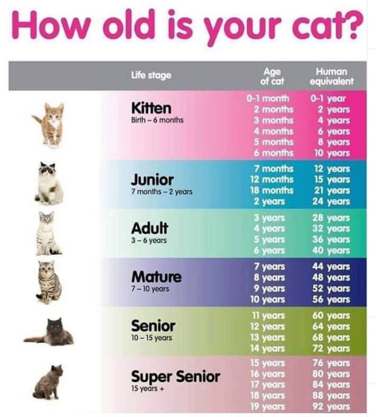 how-much-to-feed-a-cat-calculator-gegu-pet