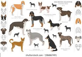 Dog Breeds With Dorsal Stripe - Gegu Pet