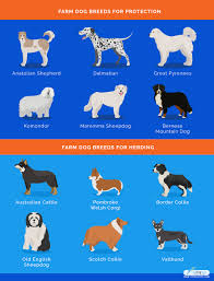 Dog Breeds With Kinked Tails - Gegu Pet