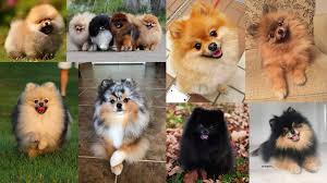 Dog Breeds With White Tipped Tails - Gegu Pet