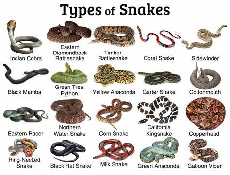 kinds of snakes        <h3 class=