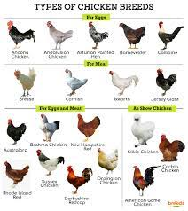 Best Laying Chicken Breeds For Cold Weather - Gegu Pet