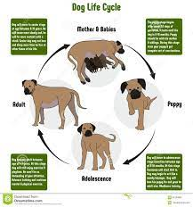 The Life Cycle Of A Dog - Gegu Pet